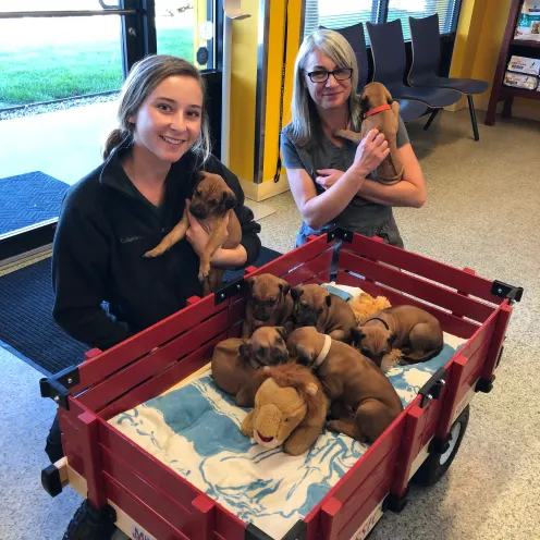 Staff holding puppies at Okanagan Veterinary Hospital